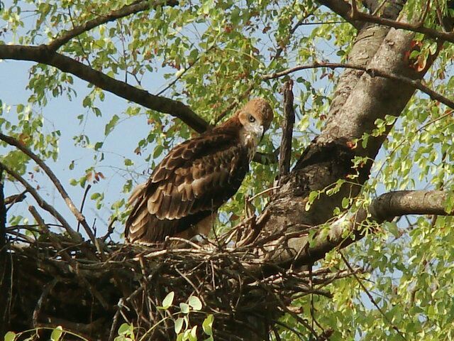 Photo of Satpura Tiger reserve 5/12 by Tempting Getaways
