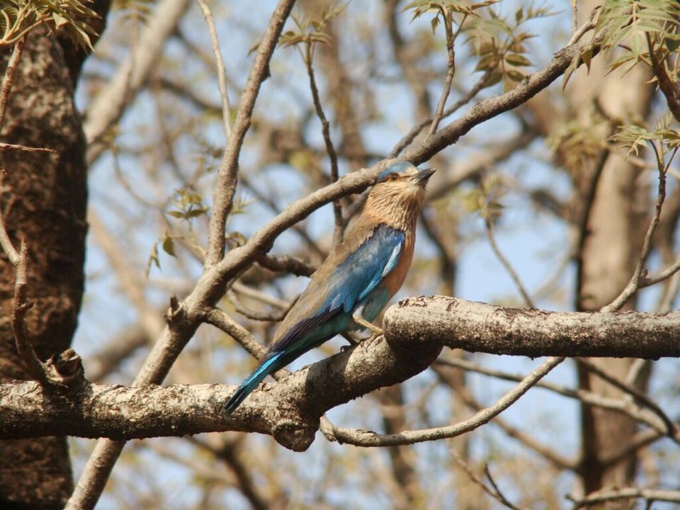 Photo of Satpura Tiger reserve 7/12 by Tempting Getaways