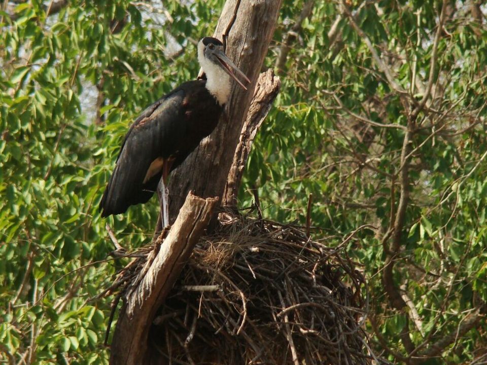 Photo of Satpura Tiger reserve 8/12 by Tempting Getaways