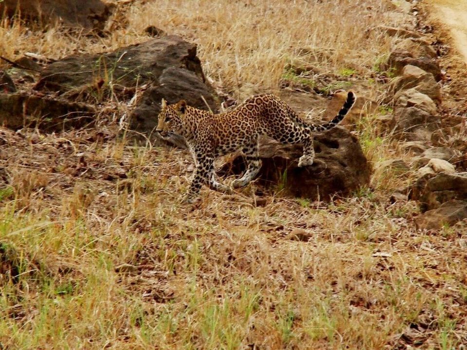 Photo of Satpura Tiger reserve 10/12 by Tempting Getaways