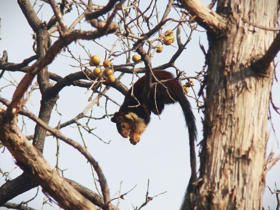 Photo of Satpura Tiger reserve 11/12 by Tempting Getaways