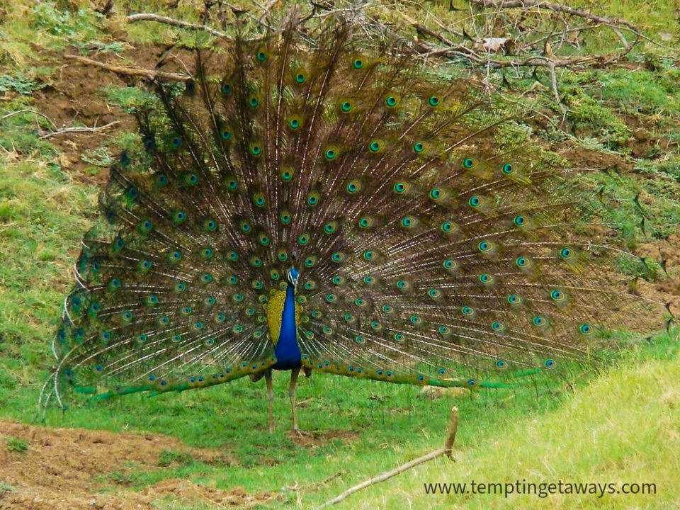 Photo of Satpura Tiger reserve 12/12 by Tempting Getaways