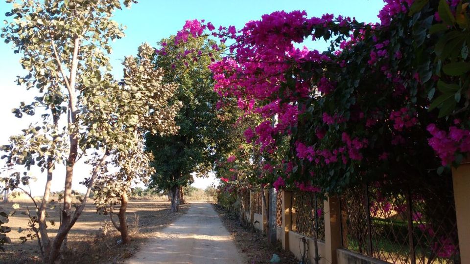Photo of Pench National Park 4/6 by Tempting Getaways