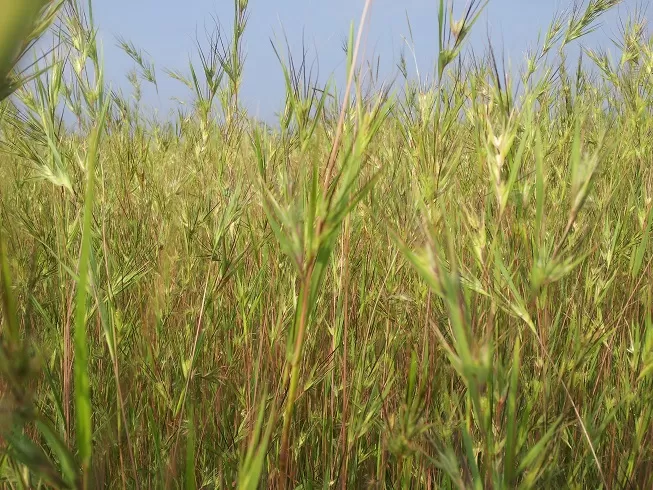 Photo of Kaas Plateau of Flowers, Satara, Maharashtra, India by _itchyfeettrips
