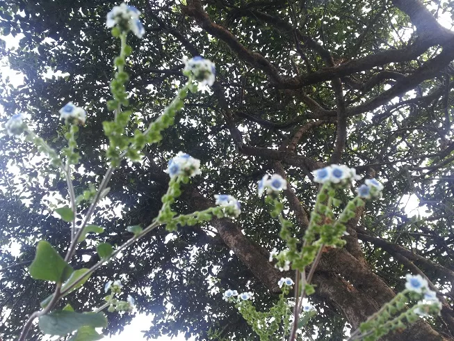 Photo of Kaas Plateau of Flowers, Satara, Maharashtra, India by _itchyfeettrips