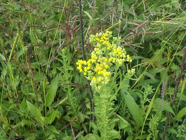 Photo of Kaas Plateau of Flowers, Satara, Maharashtra, India by _itchyfeettrips