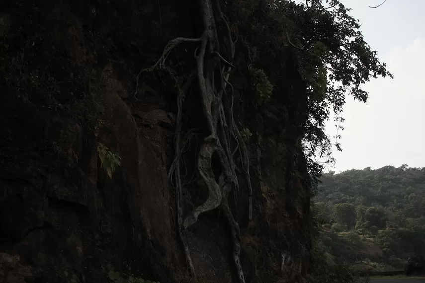 Photo of Kaas Plateau of Flowers, Satara, Maharashtra, India by _itchyfeettrips