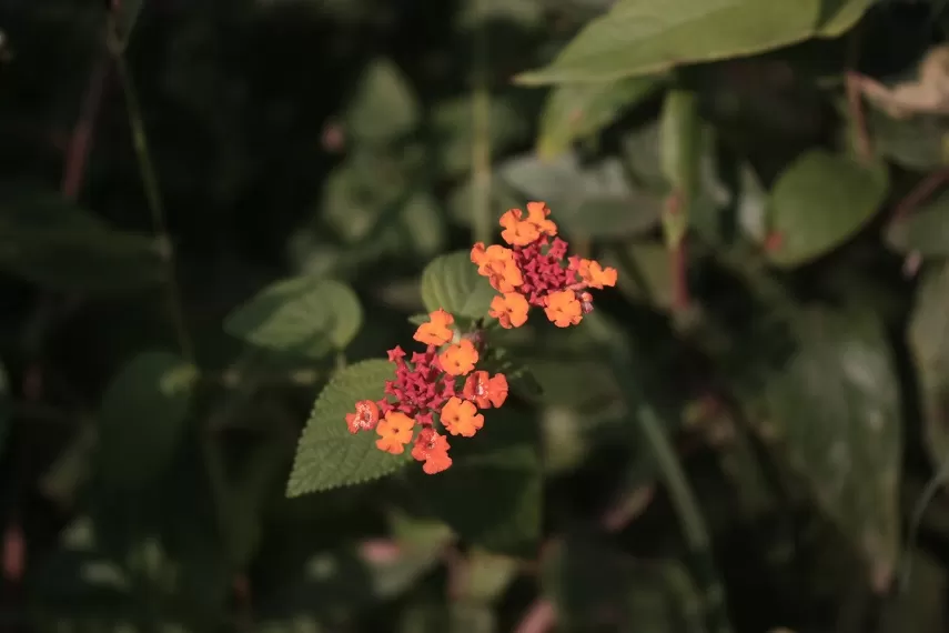 Photo of Kaas Plateau of Flowers, Satara, Maharashtra, India by _itchyfeettrips