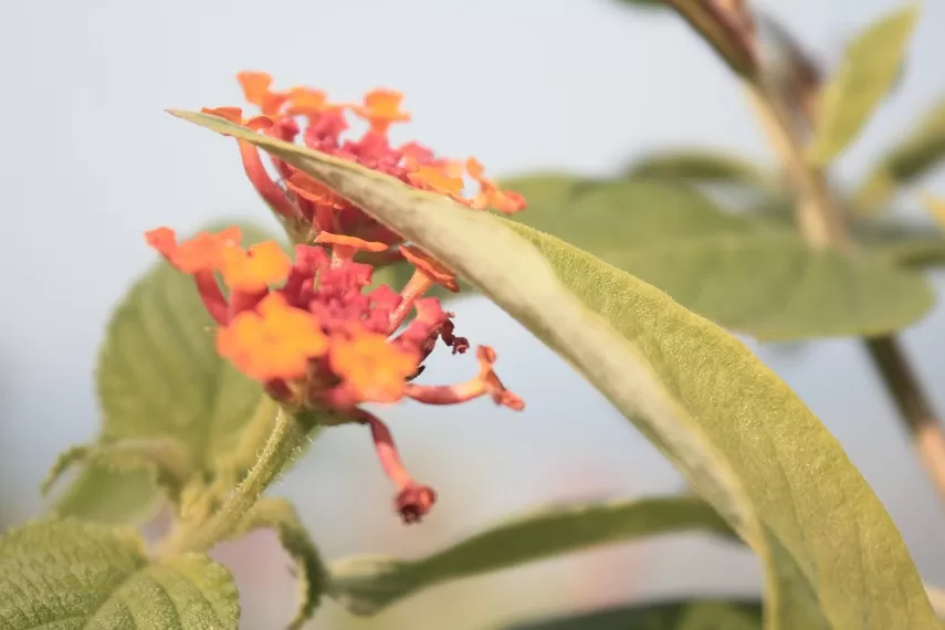 Photo of Kaas Plateau of Flowers, Satara, Maharashtra, India by _itchyfeettrips