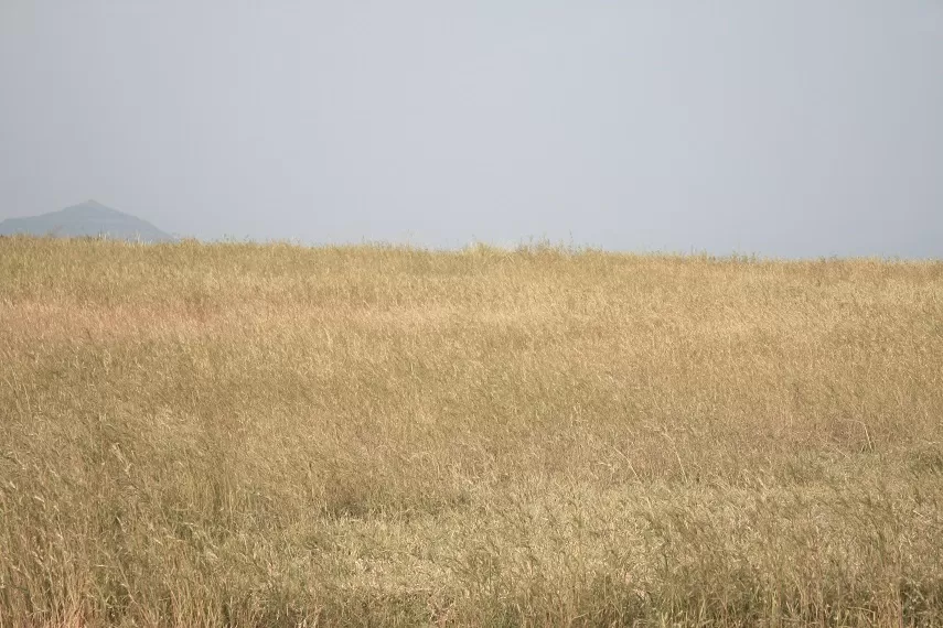 Photo of Kaas Plateau of Flowers, Satara, Maharashtra, India by _itchyfeettrips