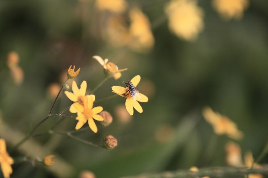 Photo of Kaas - Valley of flowers 30/47 by _itchyfeettrips