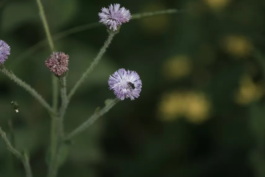 Photo of Kaas Plateau of Flowers, Satara, Maharashtra, India by _itchyfeettrips