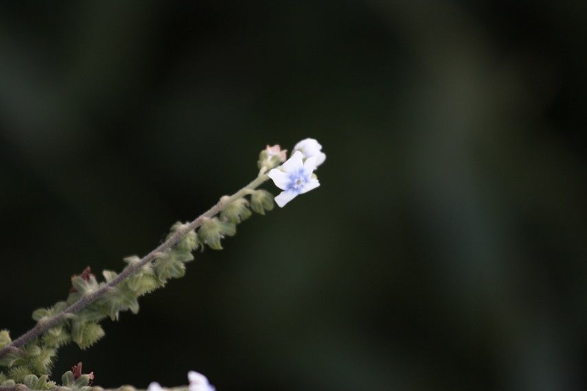 Photo of Kaas - Valley of flowers 32/47 by _itchyfeettrips
