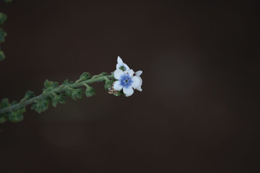 Photo of Kaas - Valley of flowers 33/47 by _itchyfeettrips