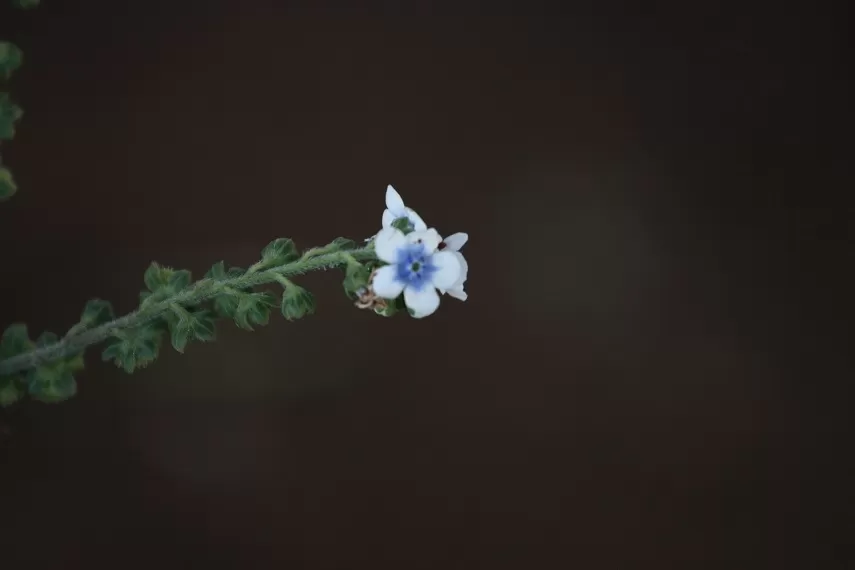 Photo of Kaas Plateau of Flowers, Satara, Maharashtra, India by _itchyfeettrips