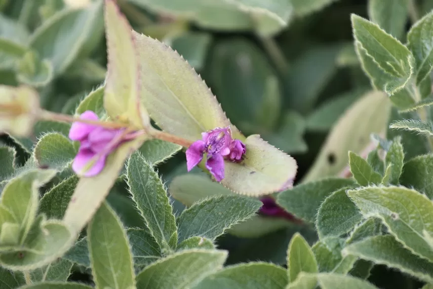 Photo of Kaas Plateau of Flowers, Satara, Maharashtra, India by _itchyfeettrips
