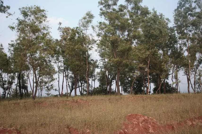 Photo of Kaas Plateau of Flowers, Satara, Maharashtra, India by _itchyfeettrips