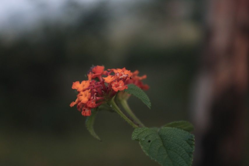 Photo of Kaas - Valley of flowers 39/47 by _itchyfeettrips
