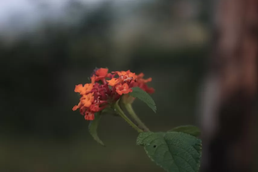 Photo of Kaas Plateau of Flowers, Satara, Maharashtra, India by _itchyfeettrips