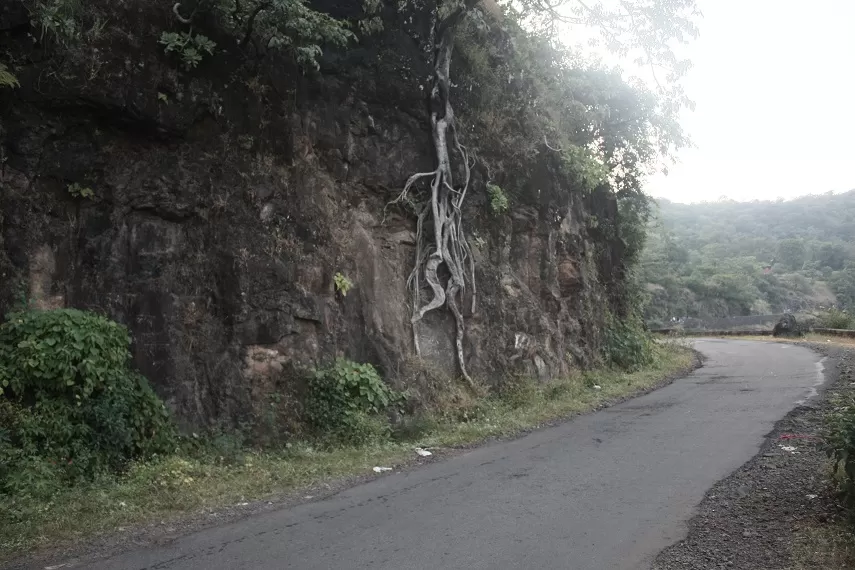 Photo of Kaas Plateau of Flowers, Satara, Maharashtra, India by _itchyfeettrips