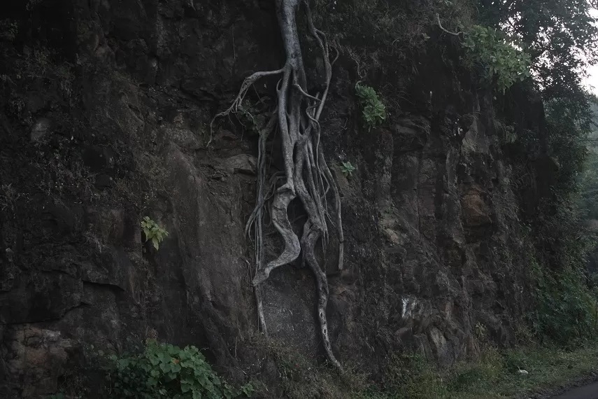 Photo of Kaas Plateau of Flowers, Satara, Maharashtra, India by _itchyfeettrips