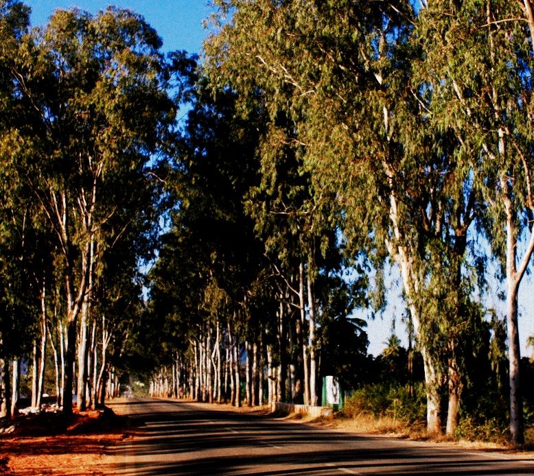 Photo of Nandi Hills - Short drive from Bangalore (Photo Blog) 9/36 by _itchyfeettrips