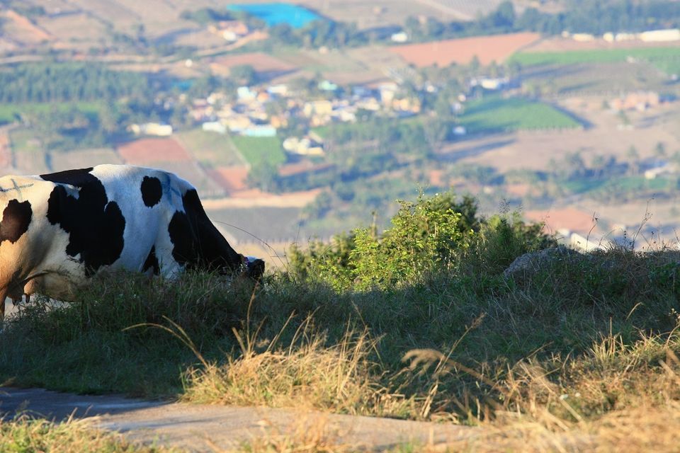 Photo of Nandi Hills - Short drive from Bangalore (Photo Blog) 12/36 by _itchyfeettrips