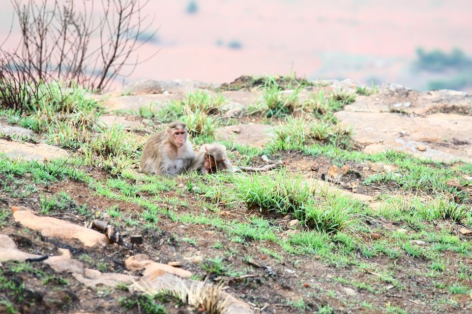 Photo of Nandi Hills - Short drive from Bangalore (Photo Blog) 34/36 by _itchyfeettrips