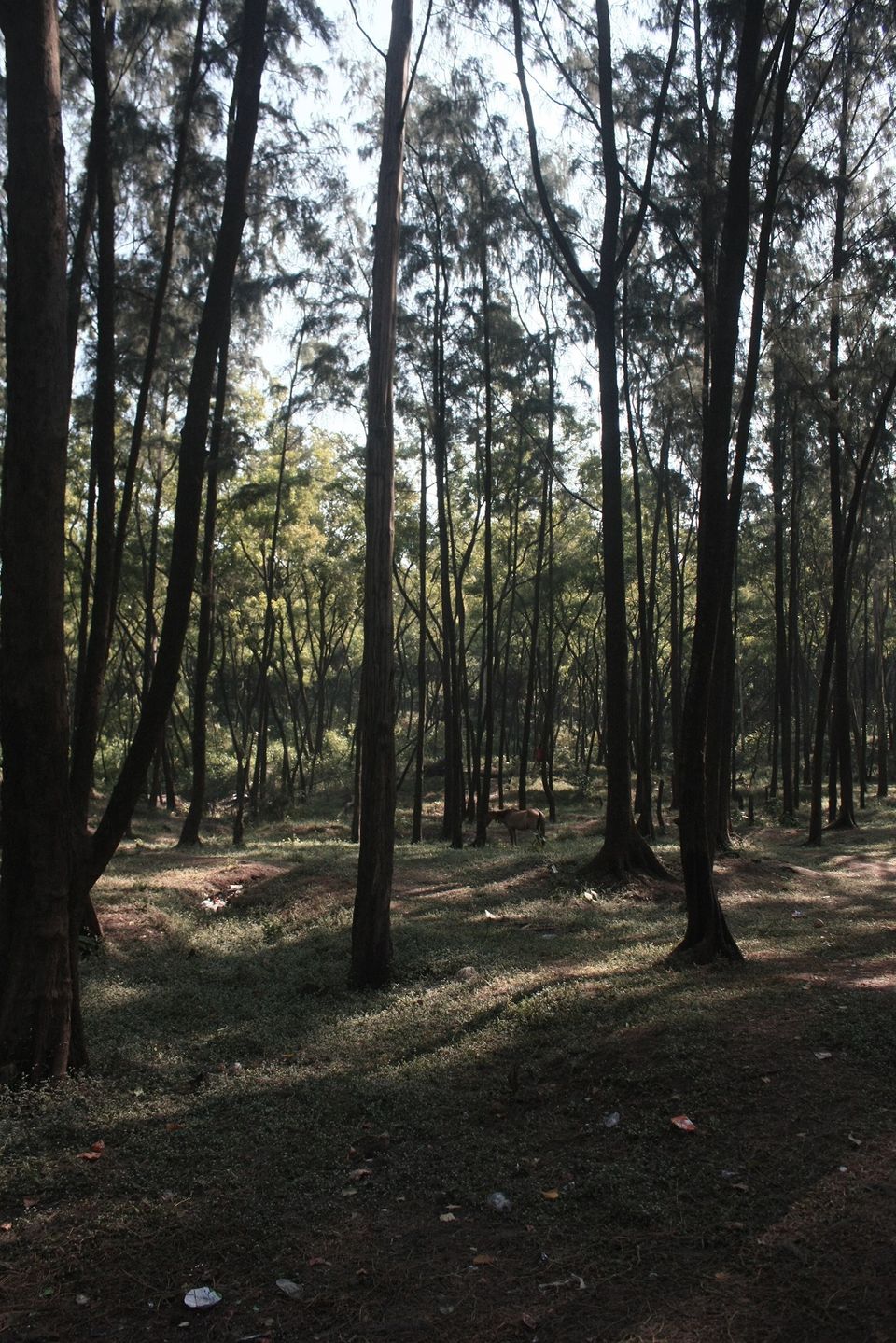 Photo of Weekend Getaway - Kashid Beach (Photo Blog) 32/39 by _itchyfeettrips