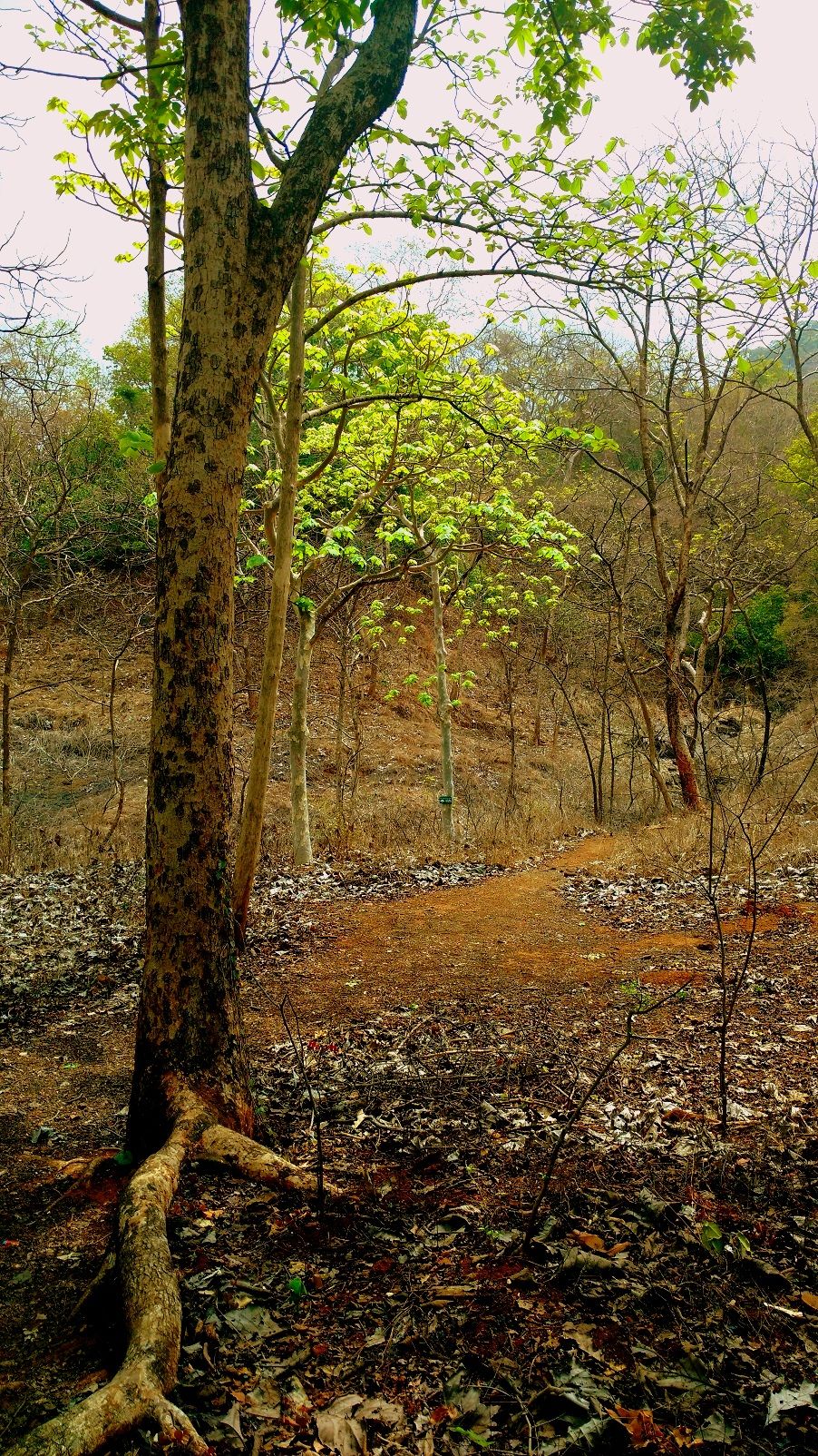 Photo of Karnala the Fort and Not so Bird Sanctuary 16/58 by _itchyfeettrips