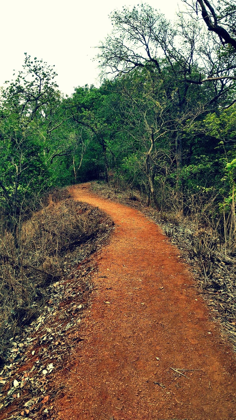 Photo of Karnala the Fort and Not so Bird Sanctuary 20/58 by _itchyfeettrips