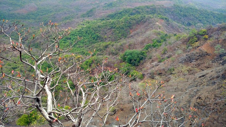 Photo of Karnala the Fort and Not so Bird Sanctuary 44/58 by _itchyfeettrips