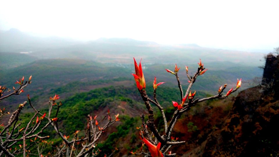 Photo of Karnala the Fort and Not so Bird Sanctuary 46/58 by _itchyfeettrips