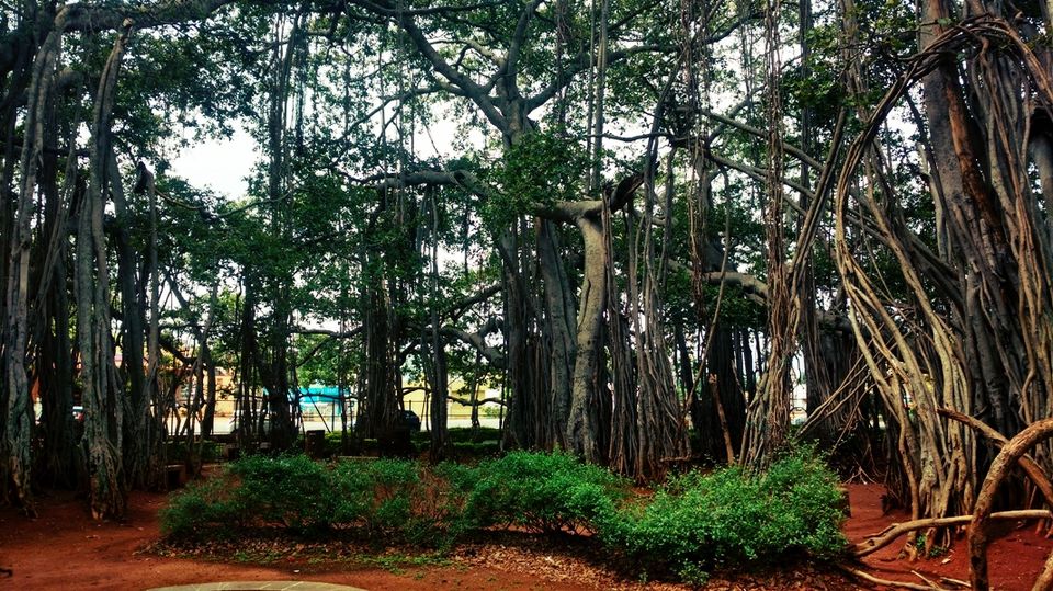 Photo of 400 year old offbeat destination - Big Banyan Tree 3/26 by _itchyfeettrips