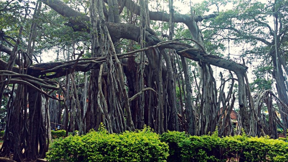 Photo of 400 year old offbeat destination - Big Banyan Tree 4/26 by _itchyfeettrips