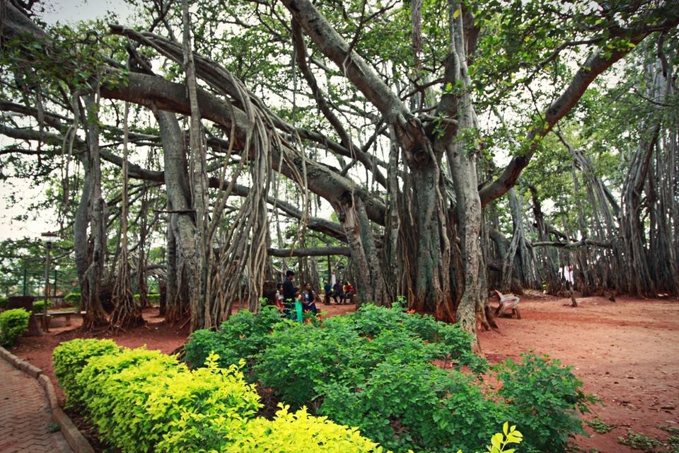 Photo of 400 year old offbeat destination - Big Banyan Tree 6/26 by _itchyfeettrips