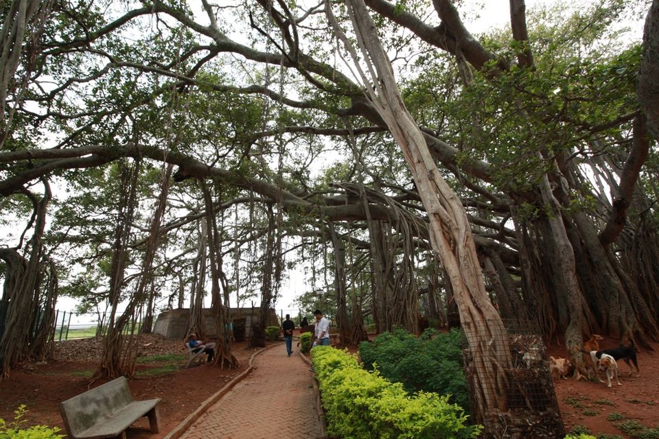 Photo of 400 year old offbeat destination - Big Banyan Tree 8/26 by _itchyfeettrips