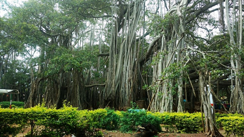 Photo of 400 year old offbeat destination - Big Banyan Tree 5/26 by _itchyfeettrips
