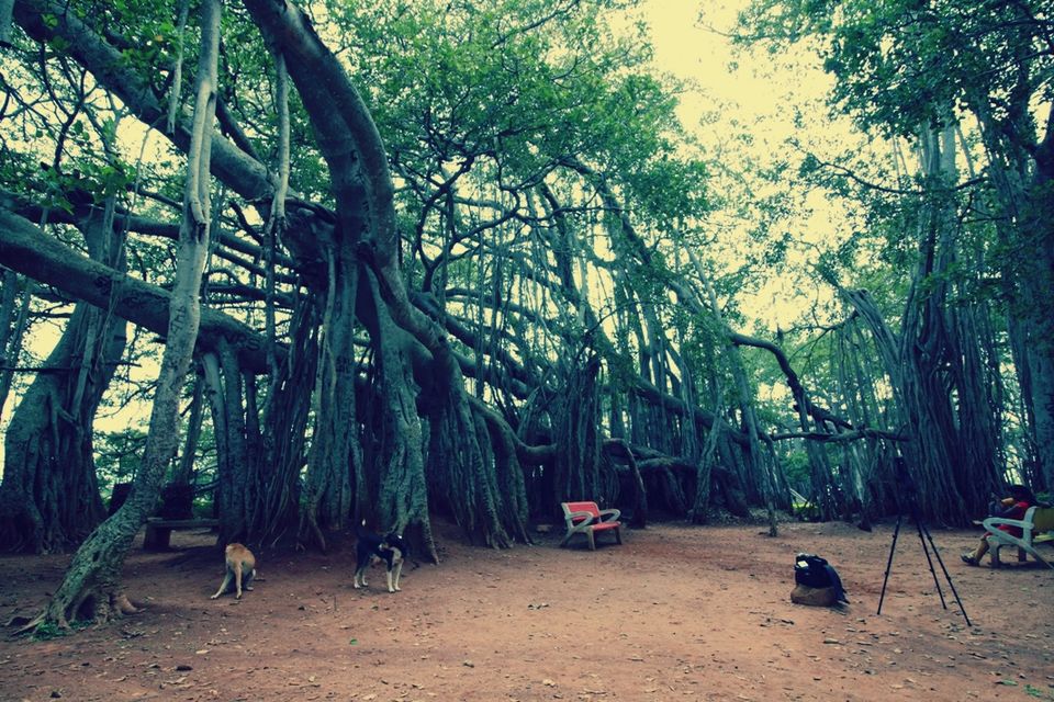Photo of 400 year old offbeat destination - Big Banyan Tree 7/26 by _itchyfeettrips