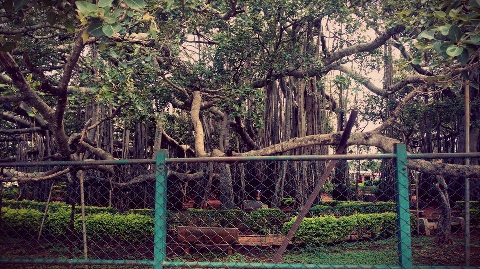 Photo of 400 year old offbeat destination - Big Banyan Tree by _itchyfeettrips