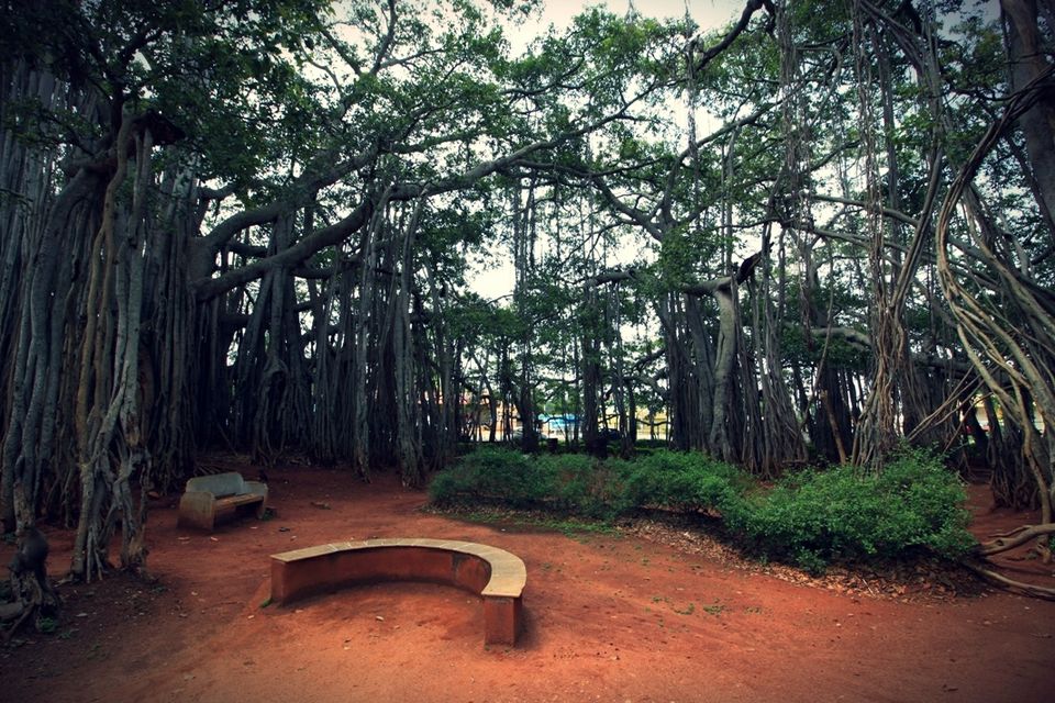 Photo of 400 year old offbeat destination - Big Banyan Tree 11/26 by _itchyfeettrips