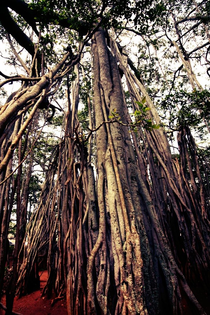 Photo of 400 year old offbeat destination - Big Banyan Tree 12/26 by _itchyfeettrips
