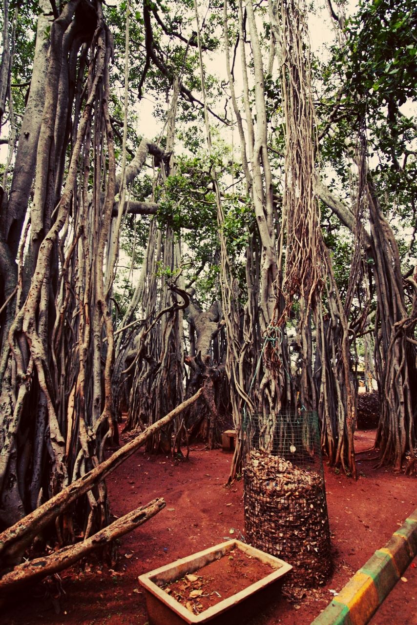 Photo of 400 year old offbeat destination - Big Banyan Tree 13/26 by _itchyfeettrips