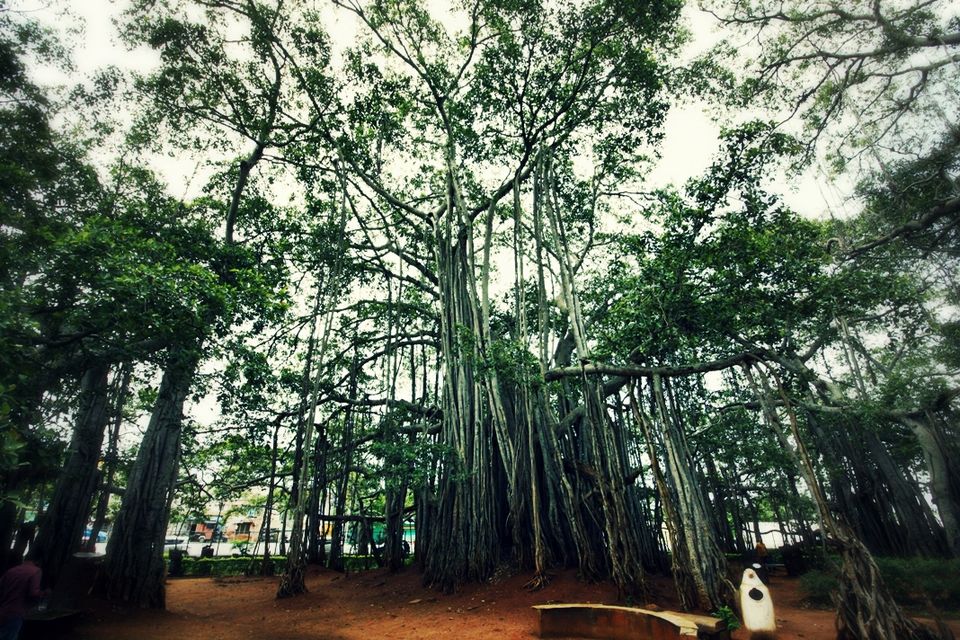 Photo of 400 year old offbeat destination - Big Banyan Tree 16/26 by _itchyfeettrips