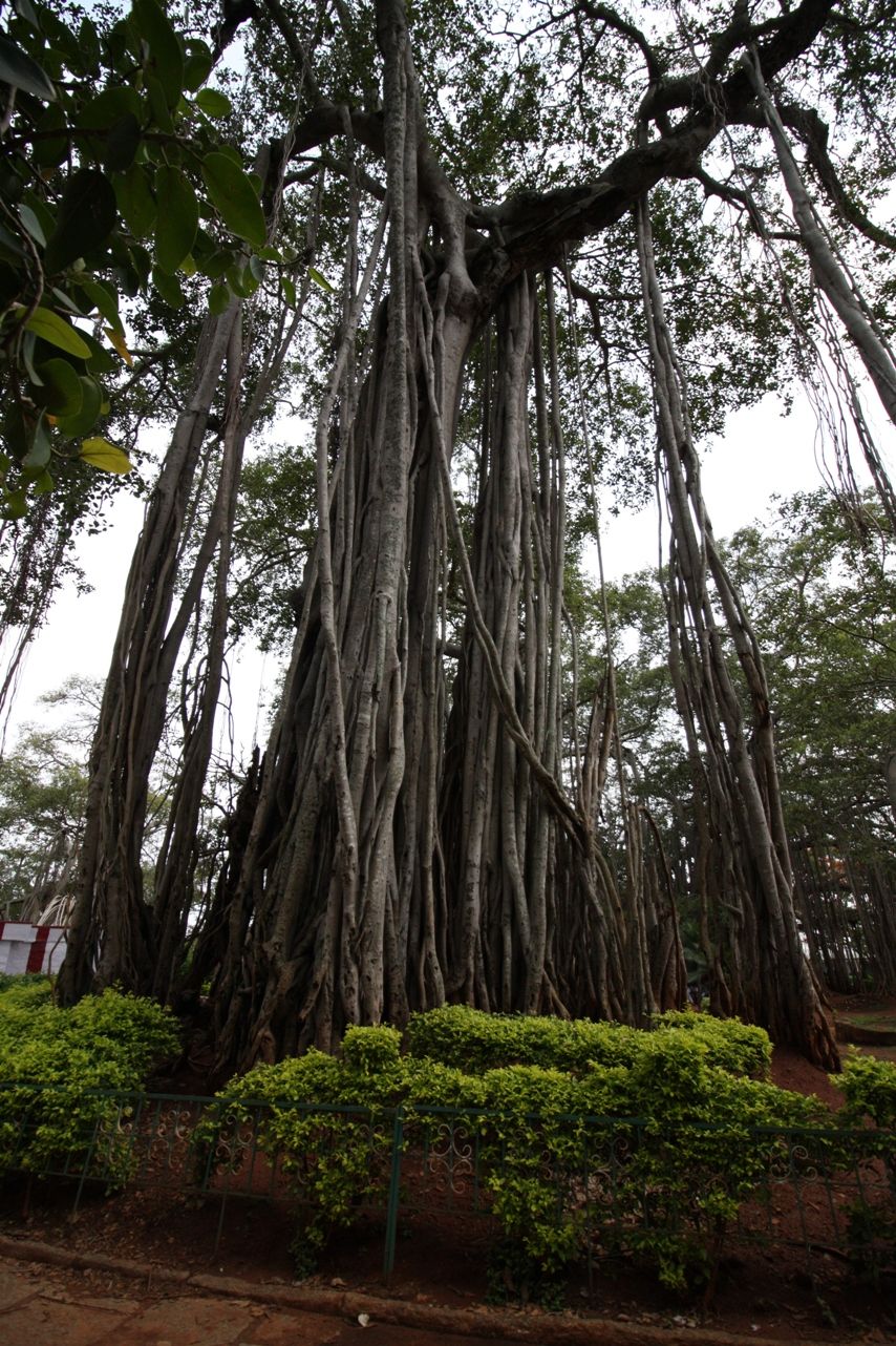 Photo of 400 year old offbeat destination - Big Banyan Tree 14/26 by _itchyfeettrips