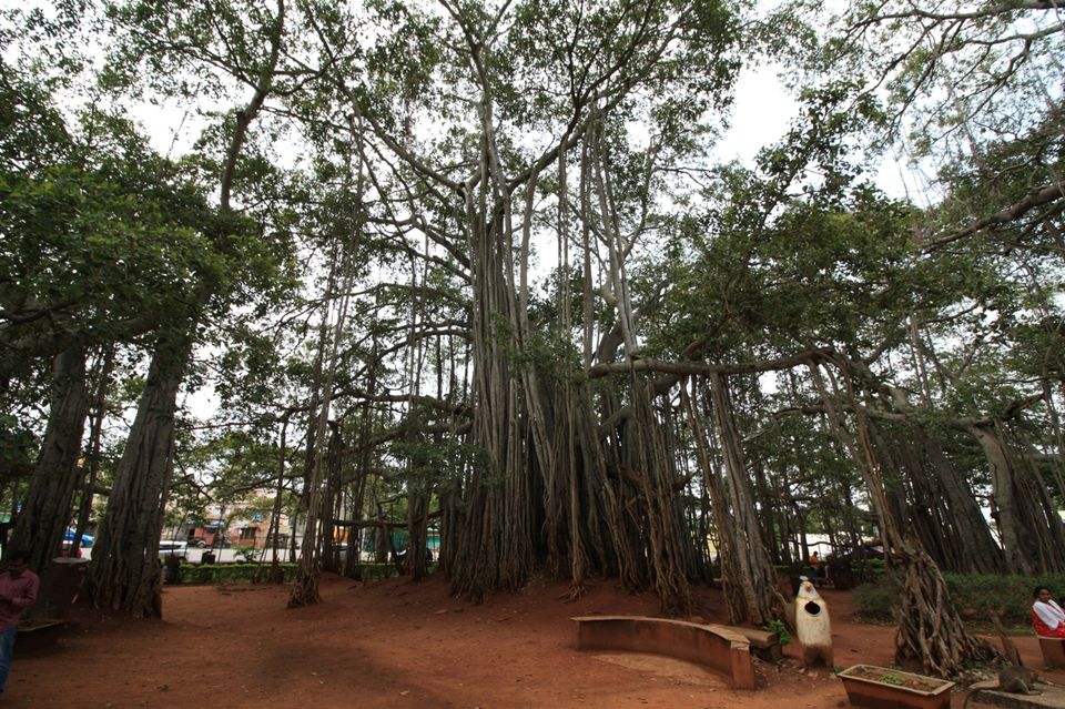 Photo of 400 year old offbeat destination - Big Banyan Tree 18/26 by _itchyfeettrips