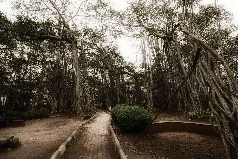 Photo of 400 year old offbeat destination - Big Banyan Tree 19/26 by _itchyfeettrips