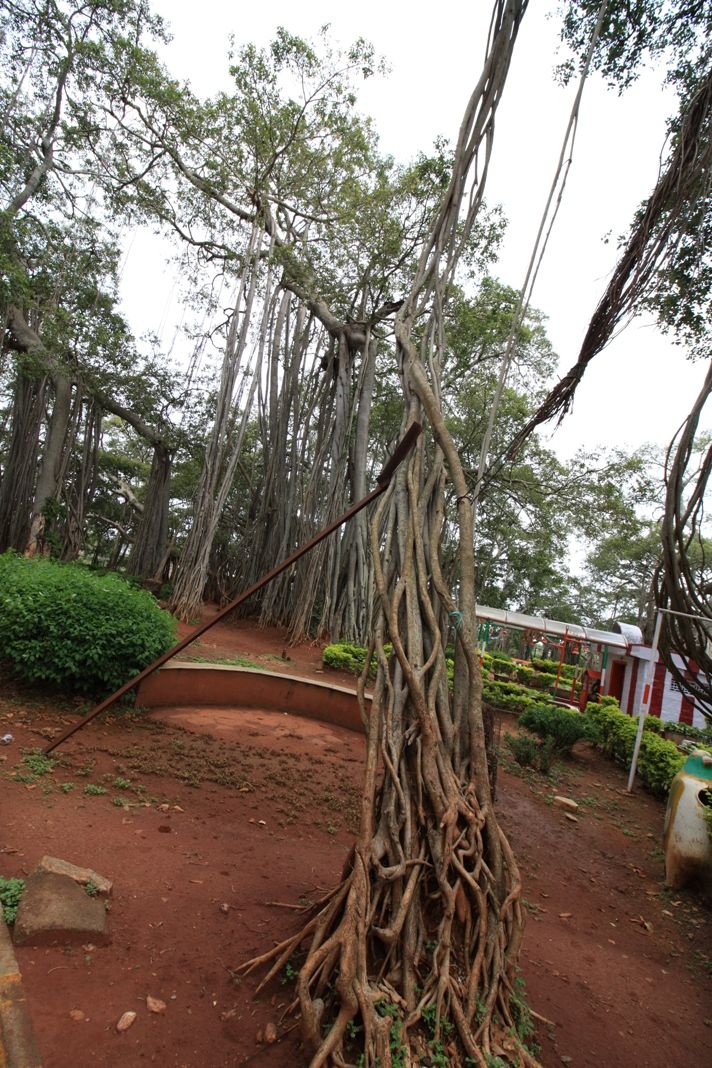 Photo of 400 year old offbeat destination - Big Banyan Tree 20/26 by _itchyfeettrips