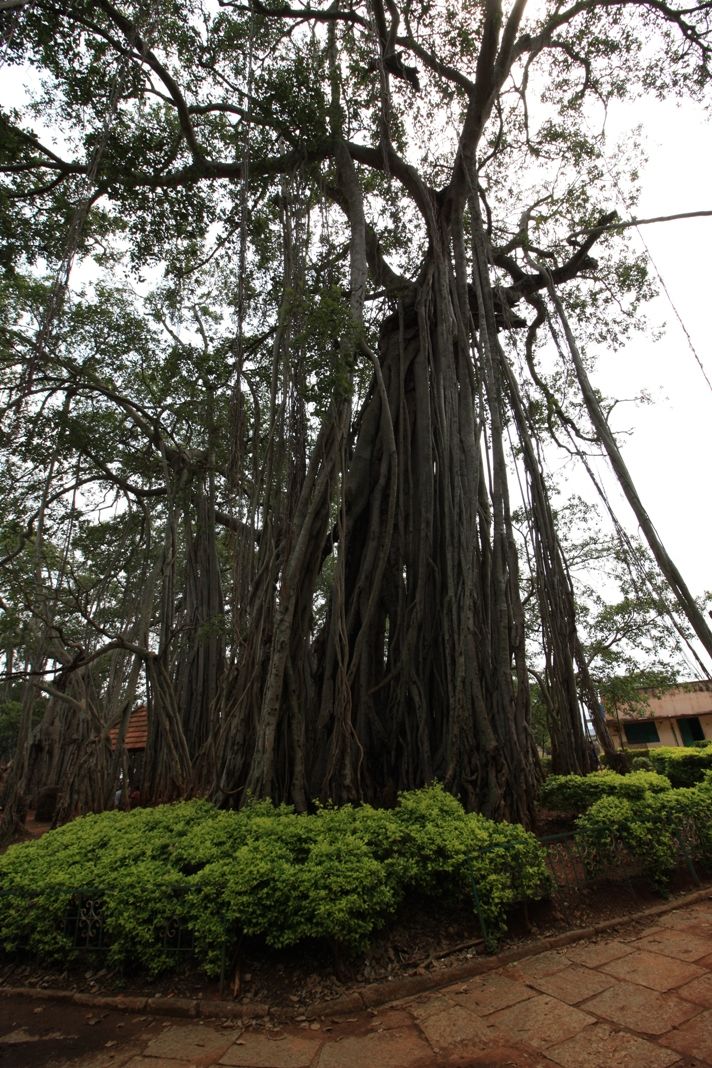 Photo of 400 year old offbeat destination - Big Banyan Tree 21/26 by _itchyfeettrips