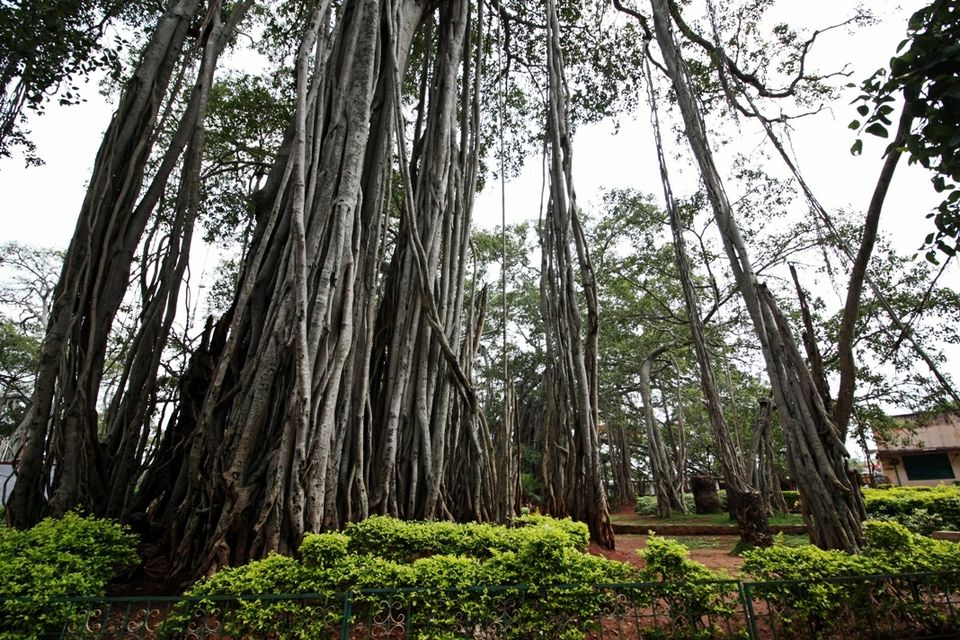 Photo of 400 year old offbeat destination - Big Banyan Tree 15/26 by _itchyfeettrips